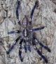 Poecilotheria Metallica MM