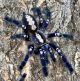 Poecilotheria Metallica  Mature  Female
