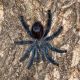 Avicularia Geroldi