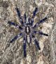 Poecilotheria Metallica Male