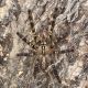 Poecilotheria Ornata Female