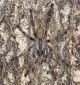 Poecilotheria Regalis MM